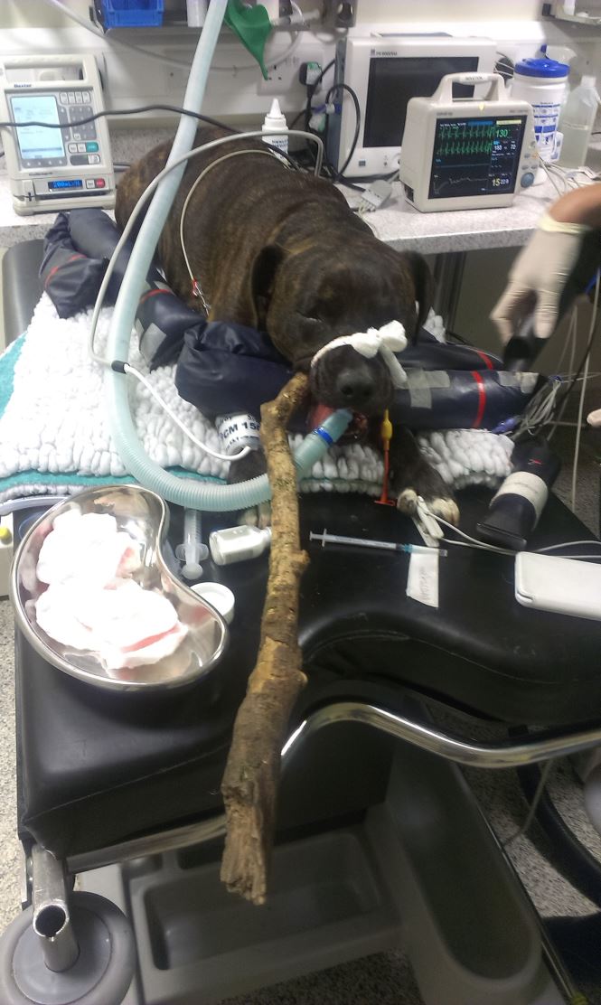 Emergency Stick Injury in Dog